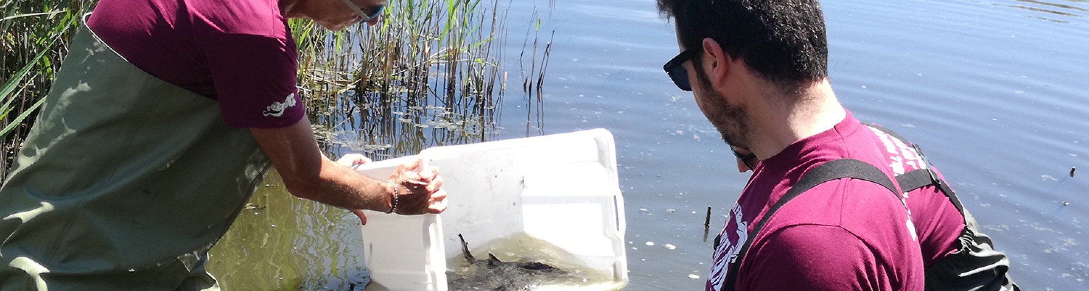 Gli storioni tornano a ripopolare l’area sud del Delta del Po