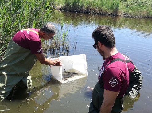 Gli storioni tornano a ripopolare l’area sud del Delta del Po