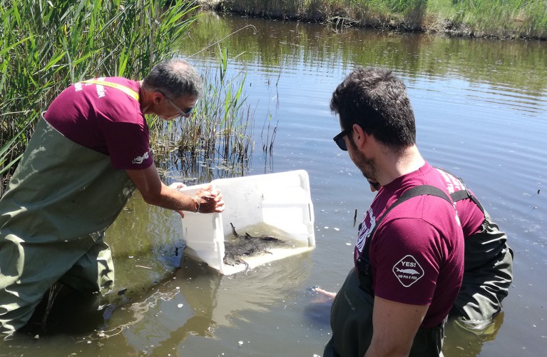 Gli storioni tornano a ripopolare l’area sud del Delta del Po