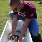 Gli storioni tornano a ripopolare l’area sud del Delta del Po