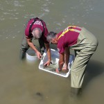 Gli storioni tornano a ripopolare l’area sud del Delta del Po