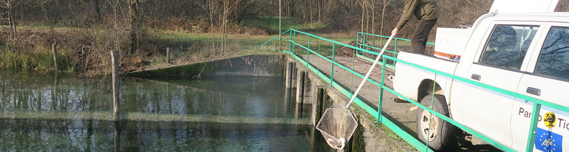 Trecento storioni da Oltremare al Ticino