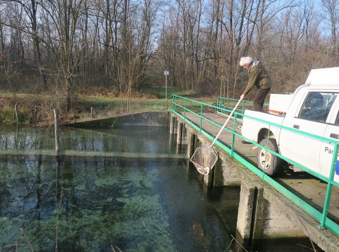 Trecento storioni da Oltremare al Ticino