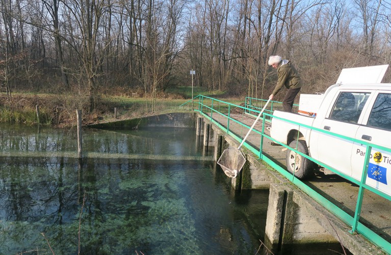 Trecento storioni da Oltremare al Ticino