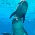 Tanti auguri a nonna Pelé