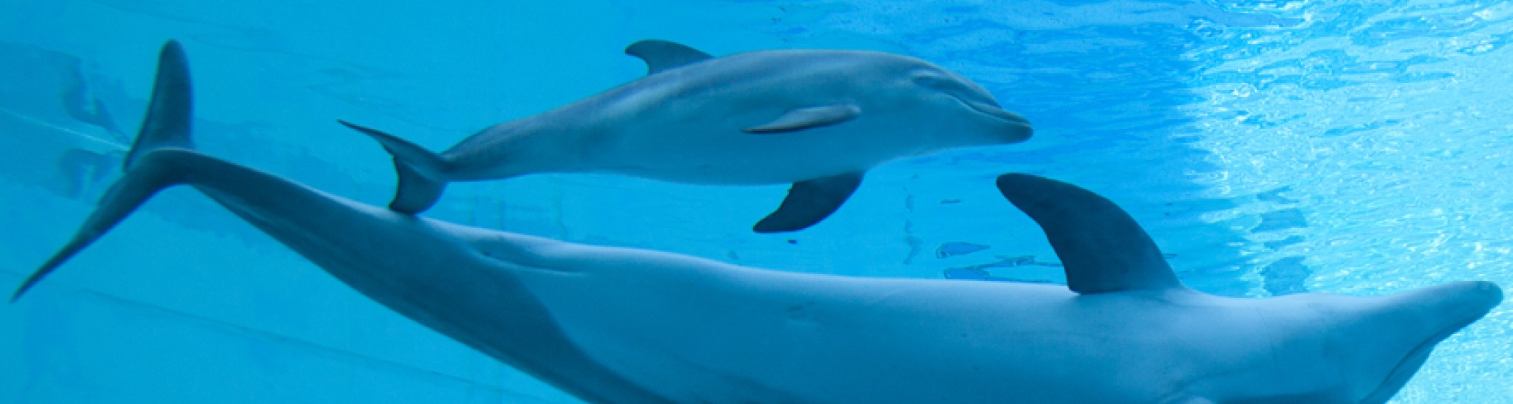 Ultima notte estiva...con i delfini!