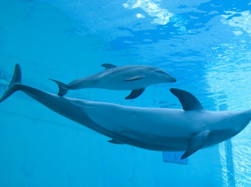 Ultima notte estiva...con i delfini!