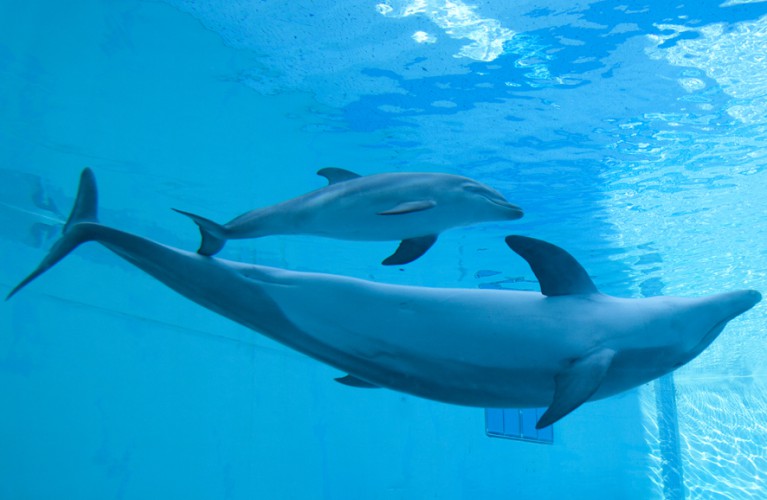 Ultima notte estiva...con i delfini!