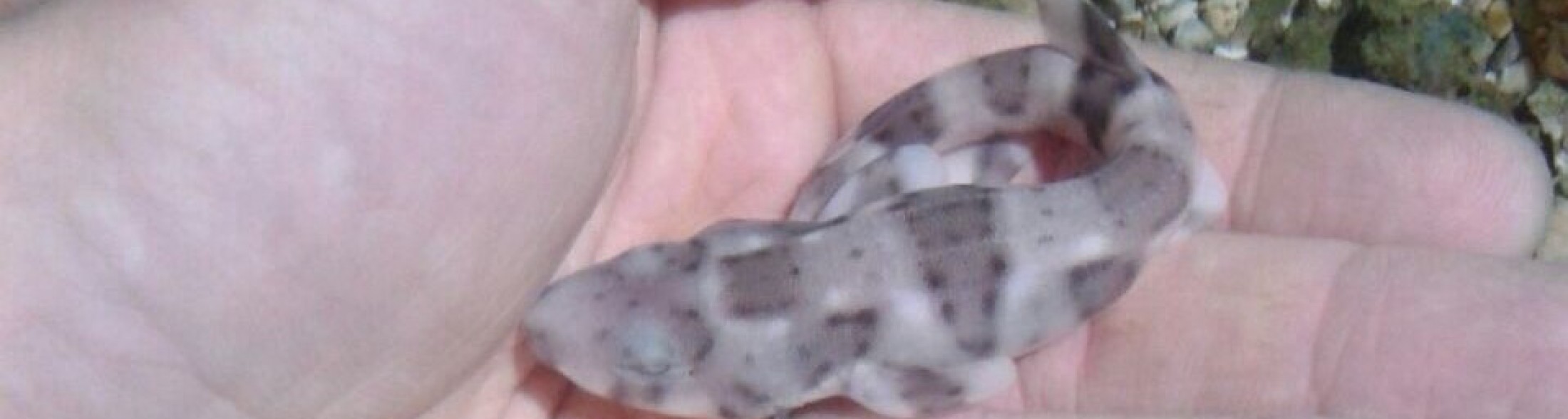 E' nato uno squalo a Oltremare!