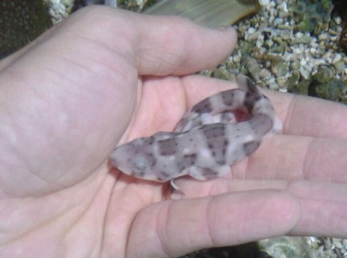 E' nato uno squalo a Oltremare!