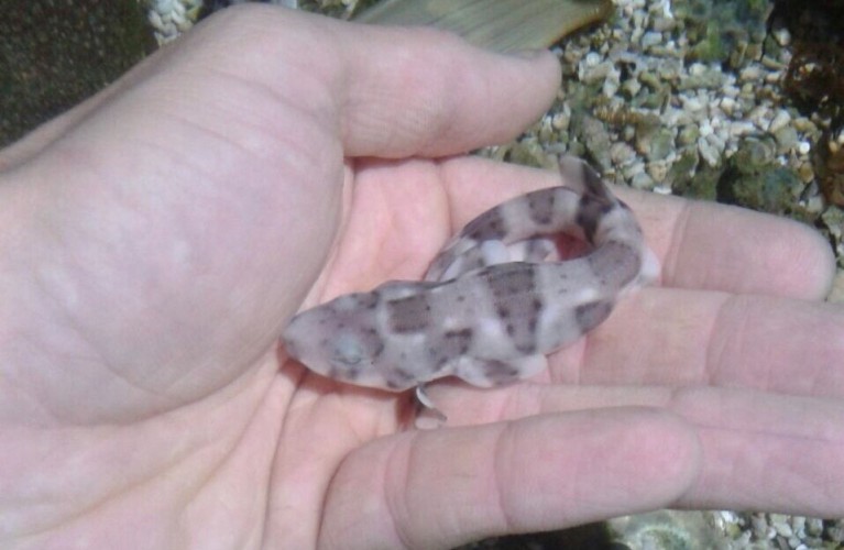 E' nato uno squalo a Oltremare!