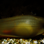 E' nato uno squalo a Oltremare!