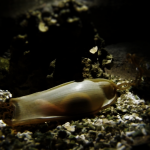 E' nato uno squalo a Oltremare!