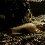 E' nato uno squalo a Oltremare!