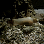 E' nato uno squalo a Oltremare!