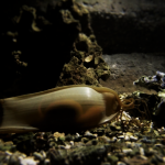 E' nato uno squalo a Oltremare!