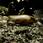 E' nato uno squalo a Oltremare!