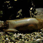 E' nato uno squalo a Oltremare!