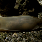 E' nato uno squalo a Oltremare!