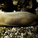 E' nato uno squalo a Oltremare!