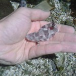 E' nato uno squalo a Oltremare!