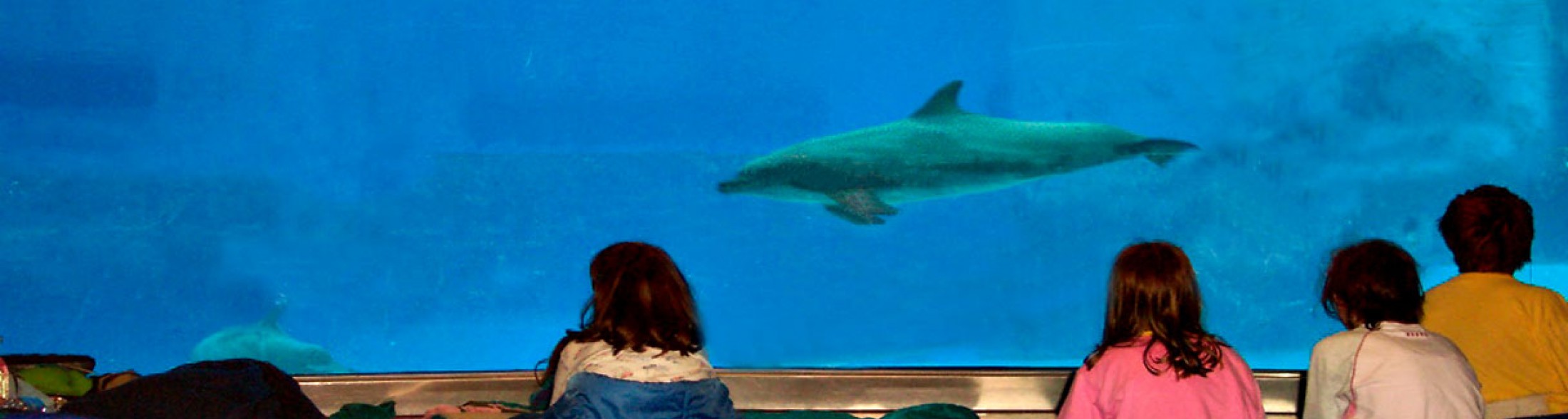 Buonanotte... con i delfini!