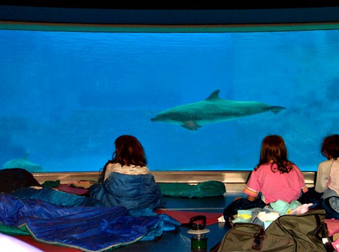 Buonanotte... con i delfini!