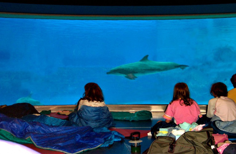 Buonanotte... con i delfini!