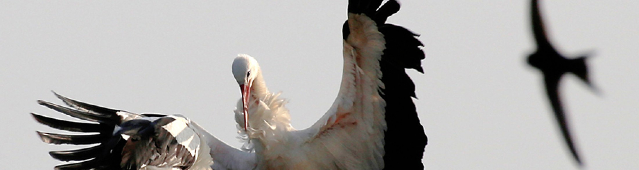 Nuovi fiocchi a Oltremare