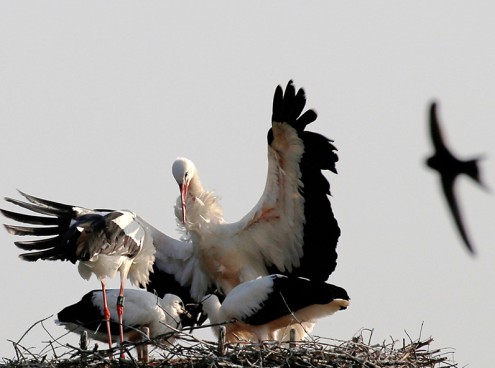 Nuovi fiocchi a Oltremare