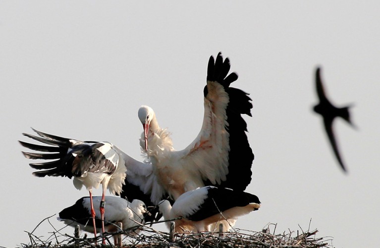 Nuovi fiocchi a Oltremare
