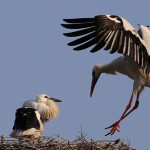 Nuovi fiocchi a Oltremare