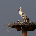 Nuovi fiocchi a Oltremare