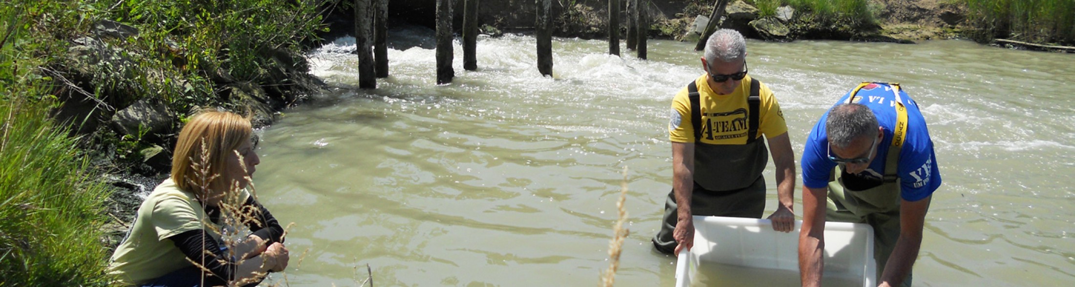 Storioni e anguille tornano a ripopolare l’area sud del Delta del Po