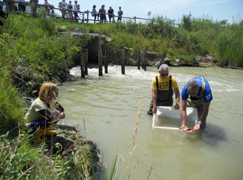 Storioni e anguille tornano a ripopolare l’area sud del Delta del Po