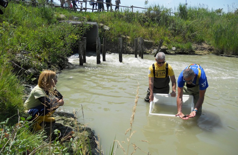 Storioni e anguille tornano a ripopolare l’area sud del Delta del Po