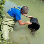 Storioni e anguille tornano a ripopolare l’area sud del Delta del Po
