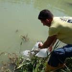 Storioni e anguille tornano a ripopolare l’area sud del Delta del Po