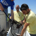 Storioni e anguille tornano a ripopolare l’area sud del Delta del Po