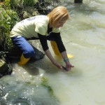 Storioni e anguille tornano a ripopolare l’area sud del Delta del Po