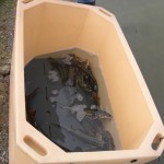 70 storioni tornano nella Pialassa della Baiona (RA)