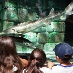 70 storioni tornano nella Pialassa della Baiona (RA)