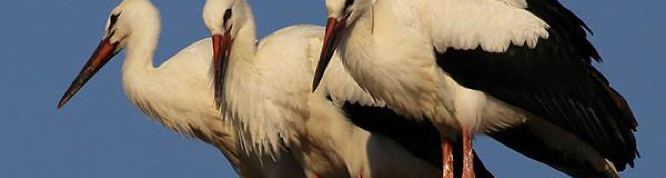 I tre cicognini di Oltremare hanno spiccato il volo
