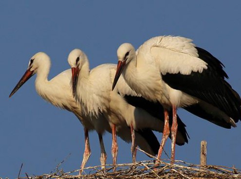 I tre cicognini di Oltremare hanno spiccato il volo