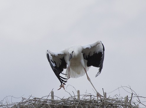 A Oltremare i tre cicognini fanno le prove di volo