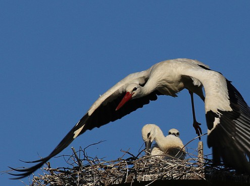 Hula si è innamorato di una svizzera