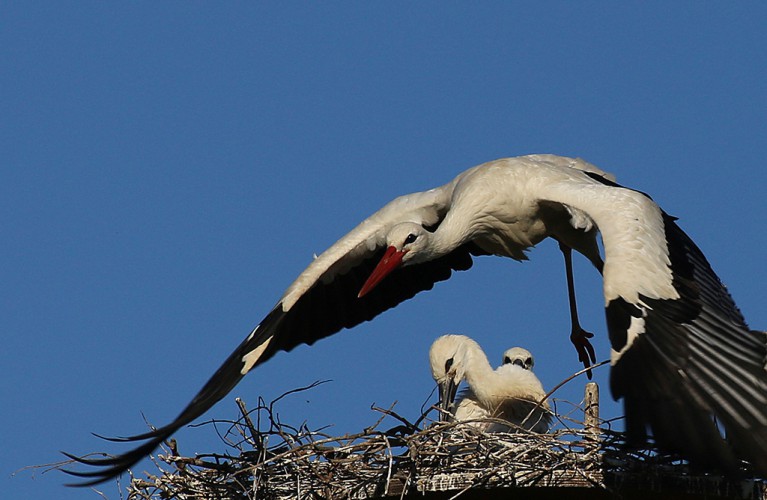 Hula si è innamorato di una svizzera