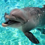 Auguri a Ulisse e Cleo