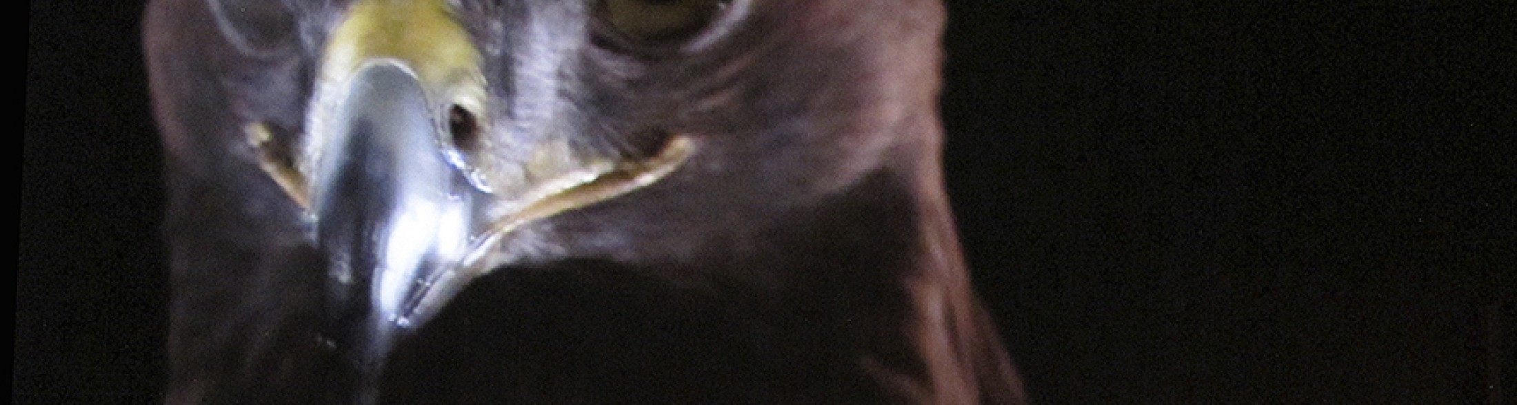 EMOTIONS da sabato 13 giugno