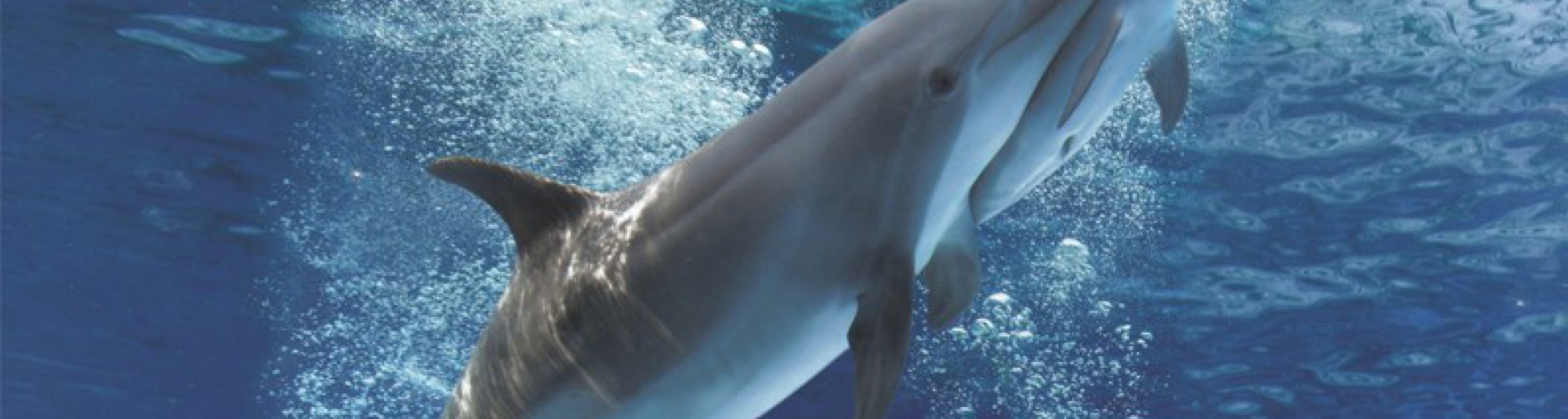 Parte il lungo  ponte del 2 giugno